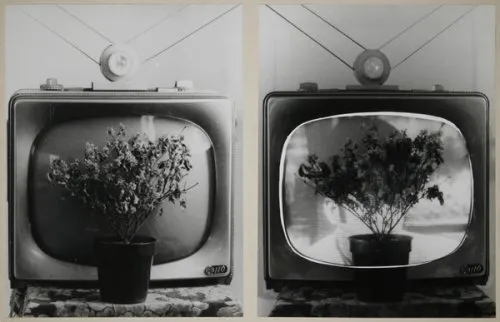 “Basically, poets who eventually commit suicide use I-words more than non-suicidal poets.”...